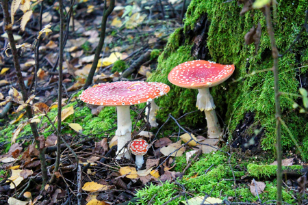 Amanita mushrooms in forest close upの写真素材