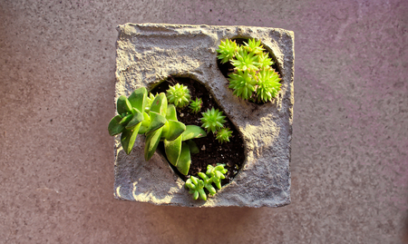 Baby succulents in concrete flower potの写真素材