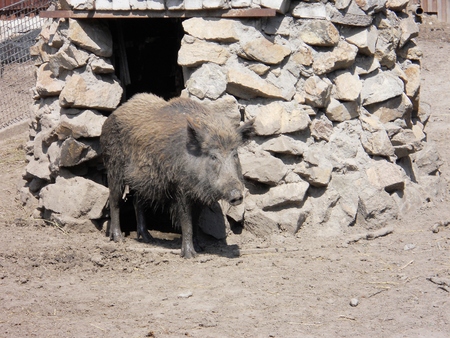 The photo of a wild boar in a zoo near stonesの写真素材