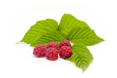Red raspberry with leaves on white backgroundの写真素材