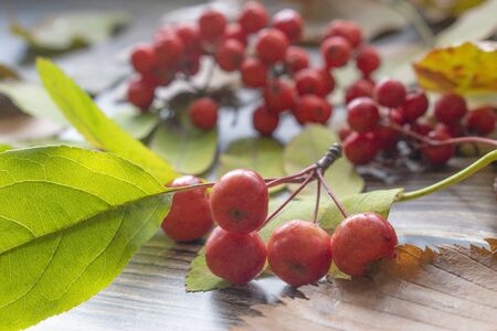 A beautiful picture of fallen leaves and red fruit on a branch inA beautiful picture of fallen leaves and red fruit on a branch in the foreground. Autumn background the foreground. High quality photoの写真素材