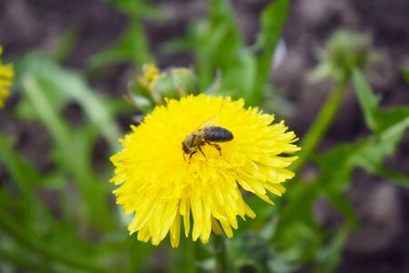 A bee on a yellow flower. Insect on a dandelionの写真素材
