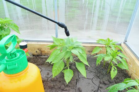 The pepper plant got sick. Leaf damage by insects. Spray treatment. High quality photoの写真素材