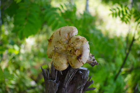 Mushroom on an old tree in the forest, nature background. High quality photoの写真素材