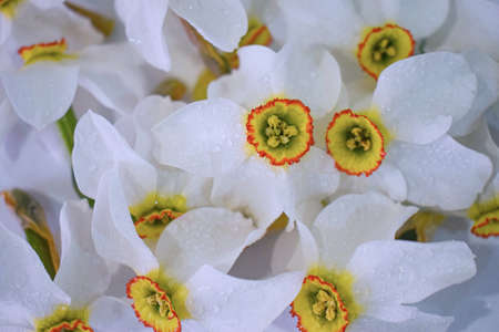 Background of white daffodils with water drops, beautiful flowers. High quality photoの写真素材