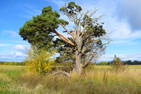 A lone pine tree stands in the field. Sunny day, yellow and green grassの写真素材