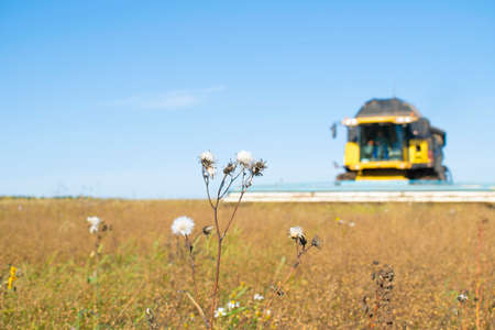 Harvester harvests in the field. Clear day, blue sky, combineの写真素材