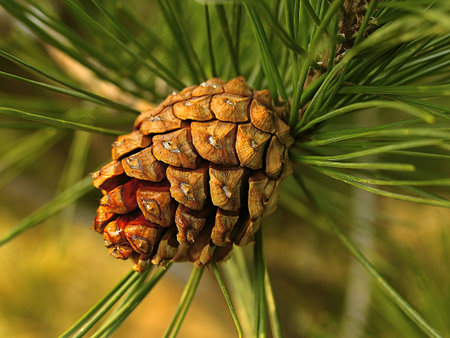 fir cones on branch