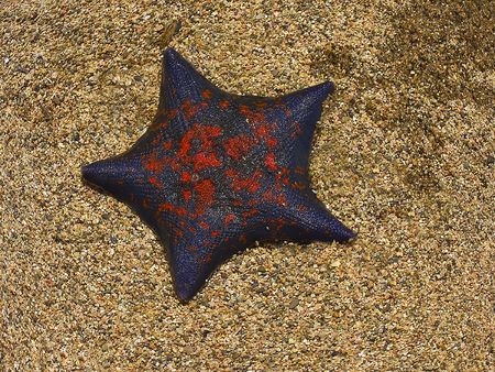 starfish on sandの写真素材