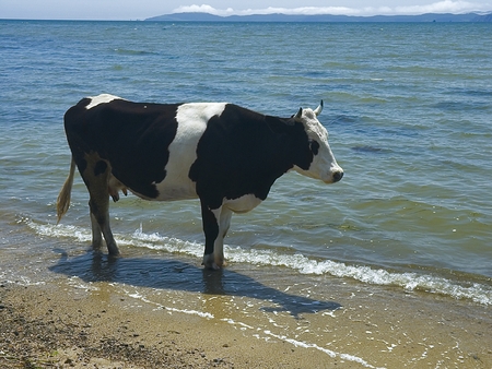 The cow costs in water on coast of a sea gulfの写真素材