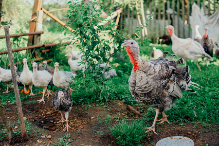 Turkey with a brood of chickens grazing on a meadow.の写真素材