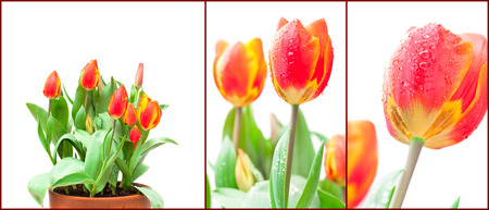 set of isolated growing red tulipsの写真素材