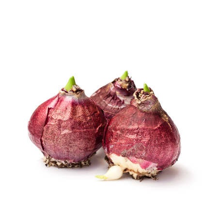 hyacinth bulbs on white backgroundの写真素材