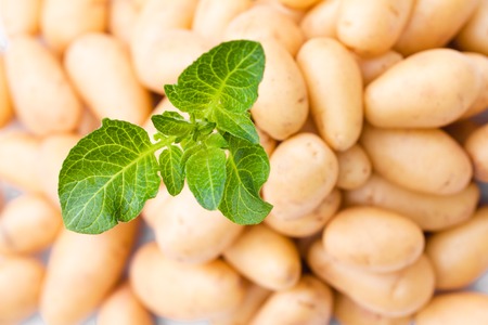 Potato  plant growing on bulbs backgroundの写真素材