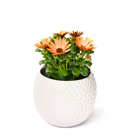 beautiful  bouquet of colorful daisy flowers in a white pot isolated on whiteの写真素材