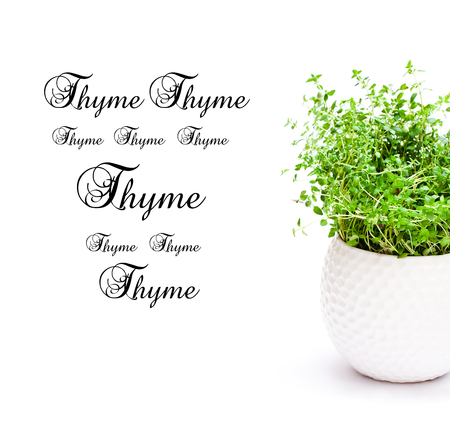 thyme  herbs in pot isolated on white background の写真素材