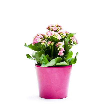 Flaming  Katy plant in pot isolated on white background の写真素材