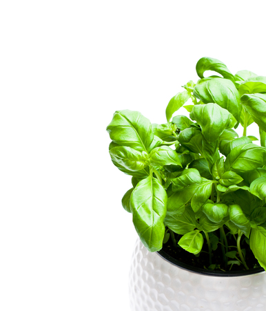 basil  herbs in pot isolated on white background の写真素材