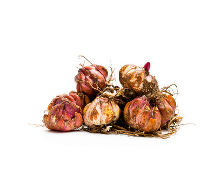 Lily  bulbs isolated on white. Ready to plant. 