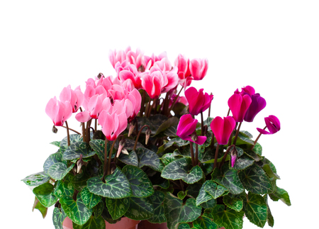 Cyclamen  flower in a flowerpot isolated on white の写真素材
