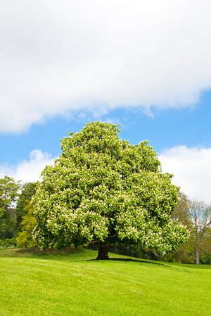 Blooming  chestnut tree at the top of the hill の写真素材