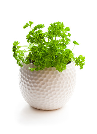 Curly  parsley herbs in pot isolated on white backgroundの写真素材
