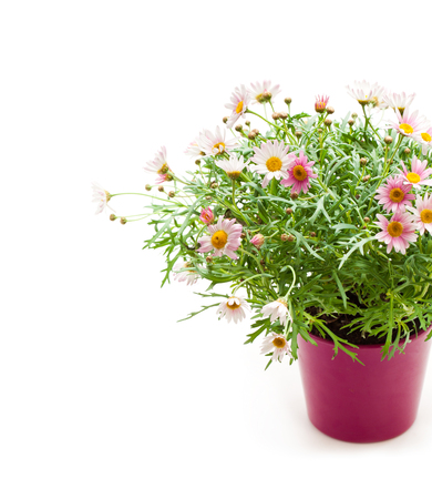 Pink  Daisies Marguerite perennials in flower pot isolated on whiteの写真素材