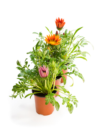 Colorful  Gazania plants in the flowerpot isolated on whiteの写真素材