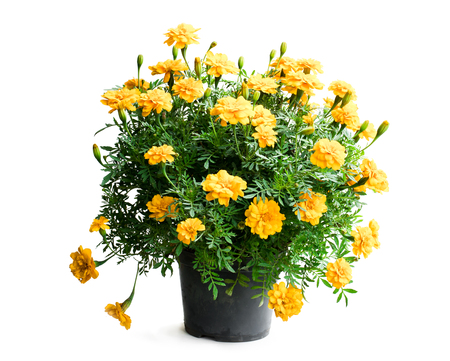 yellow  marigold plant in dark bucket isolatedの写真素材