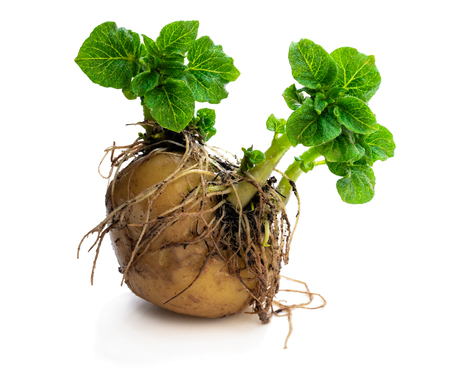 Potato  tuber with new green sprouts isolated on white. Ready to plant. の写真素材