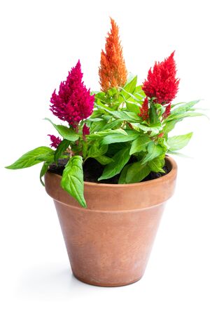 Colorful  celosia plants in flower pot isolated on white.の写真素材