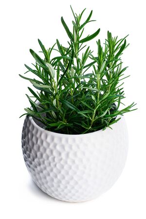 Rosemary  plant in white clay pot isolated on white background の写真素材
