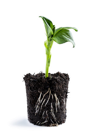 Baby bean plant growing in plastic cup isolated on white