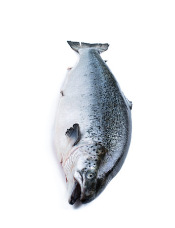Raw salmon fish isolated on white