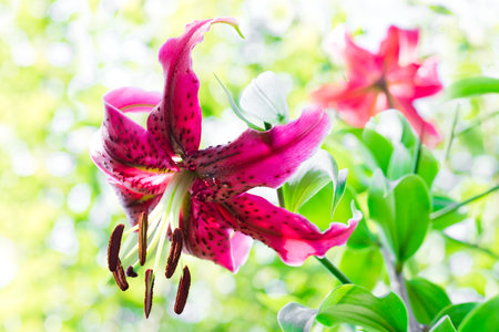 Beautiful red lily flower on green backgroundの写真素材
