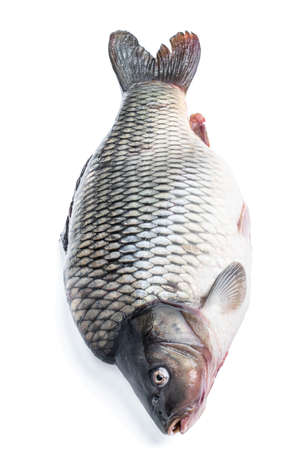 Big fresh carp fish isolated on whiteの写真素材
