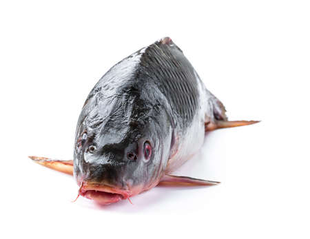 Freshwater common carp fish isolated on whiteの写真素材