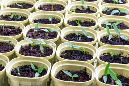 Young baby green pepper crops in plastic pots isolated on white