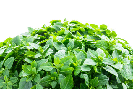 Greek dwarf basil plant isolated on white