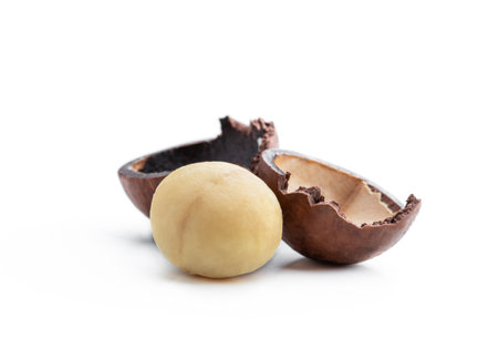 Peeled macadamia nut isolated on white backgroundの写真素材