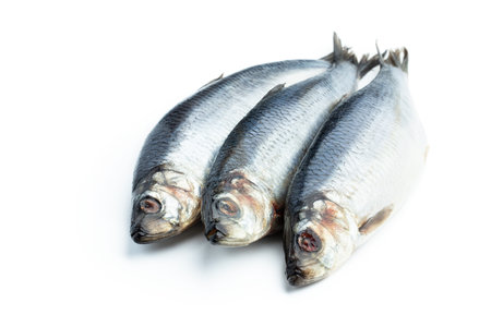 Raw herring fresh fish isolated on whiteの写真素材
