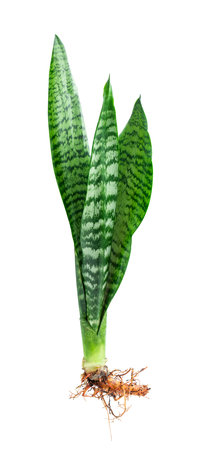 Sansevieria plant with roots isolated on white backgroundの写真素材