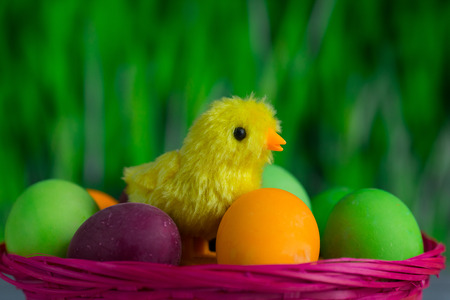 Little chicken between easter colorful eggs in basket closeup, blur green floral backgroundの写真素材