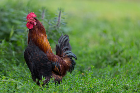 Colorful rooster or fighting cock in the farm. Free copy space.