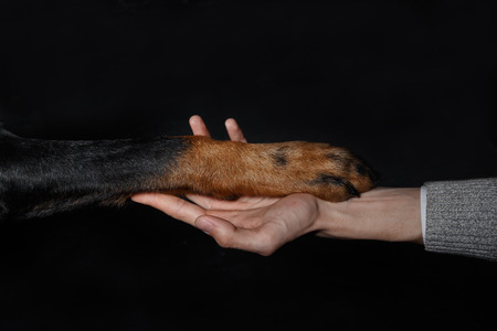 French shepherd dog paw in human hand, friendship concept, black background. Beauceron, domestic animalの写真素材