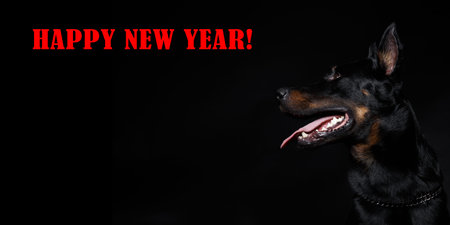 french dog head and inscription 'happy new year' on black backgroundの写真素材