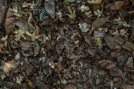 Dry leaves background, autumn foliage texture.  Leaf fall, natural nature wallpaper の写真素材