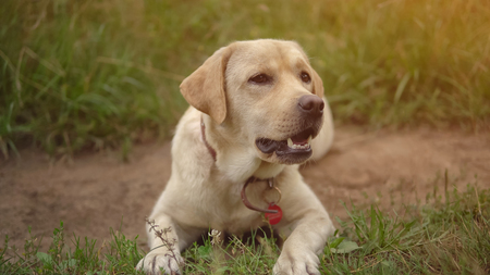 Beautiful healthy dog resting and lying on lawn outside the city on warm summer day, sunlightの写真素材