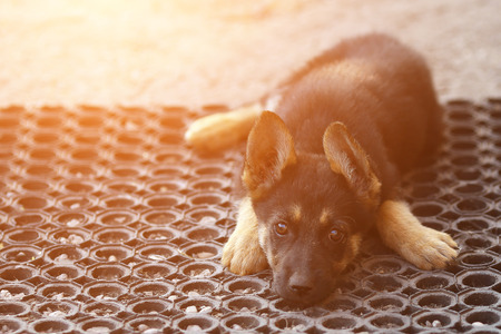 bored puppy dog looking at camera, sunlightの写真素材