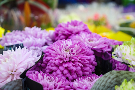 Assorted pretty flowers with delicate petals standing on stall in floral storeの写真素材